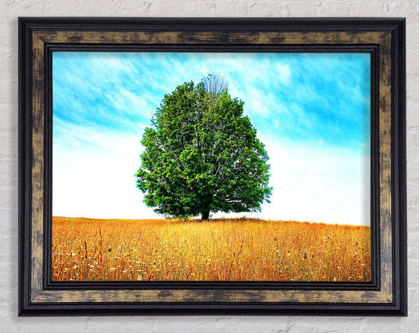 Late Summer Framed Print