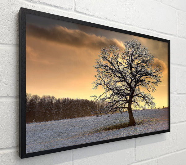 Solitary Tree Winter
