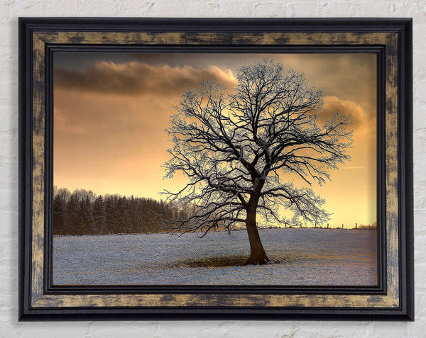 Solitary Tree Winter Framed Print