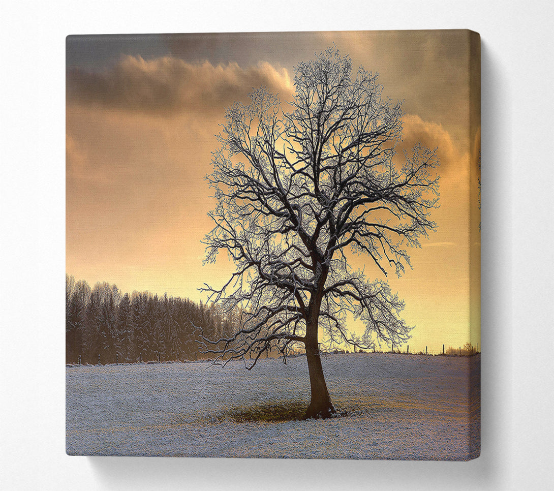  A Canvas Print of Solitary Tree Winter Canvas Wall Art