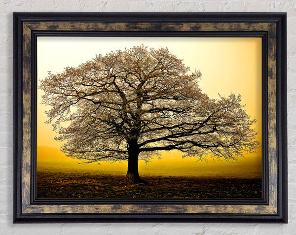 Beautiful Dusk Tree Framed Print
