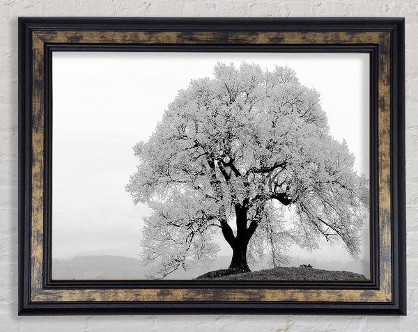 Blossomed Tree Framed Print