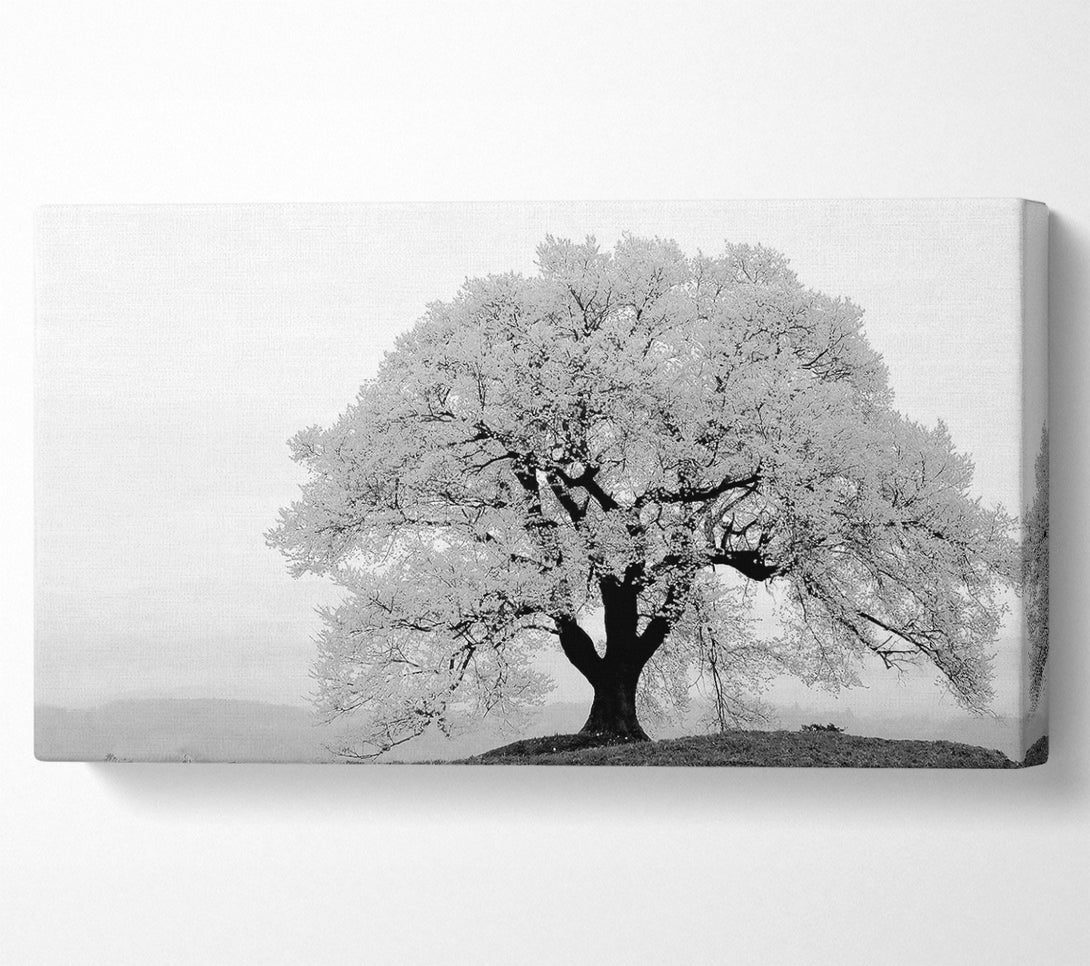  A Canvas Print of Blossomed Tree Canvas Print