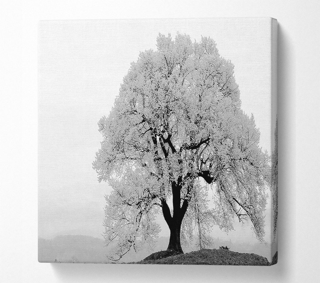  A Canvas Print of Blossomed Tree Canvas Print
