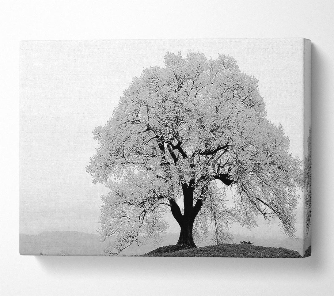 A Canvas Print of Blossomed Tree Canvas Print