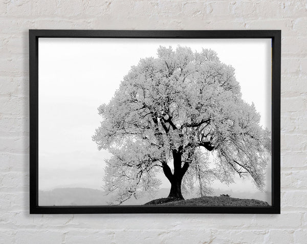 Blühender Baum