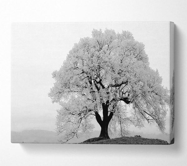  A Canvas Print of Blossomed Tree Canvas Print