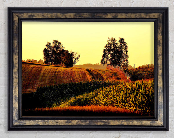 Summer Day Framed Print