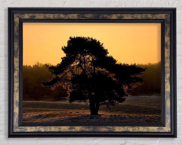 Stunning Old Tree At Dusk Framed Print