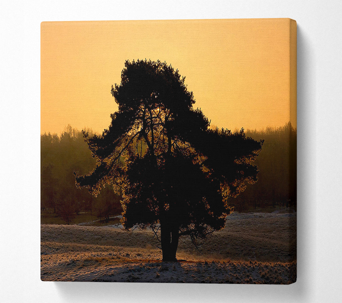 A Canvas Print of Stunning Old Tree At Dusk Canvas Wall Art