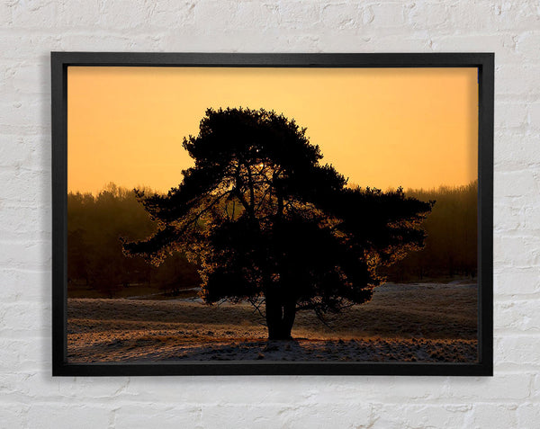 Atemberaubender alter Baum in der Abenddämmerung