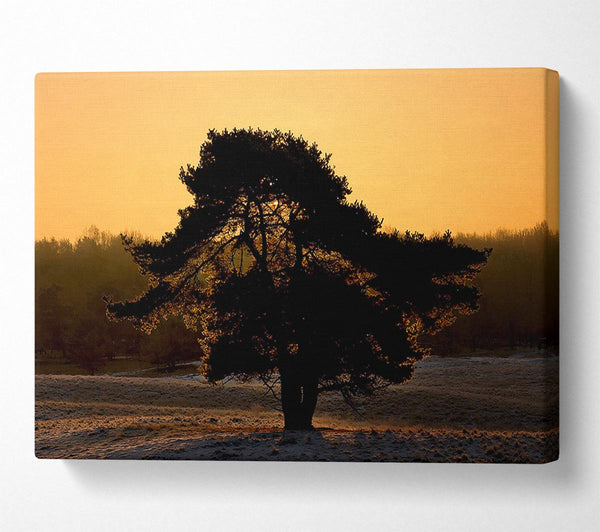 A Canvas Print of Stunning Old Tree At Dusk Canvas Wall Art