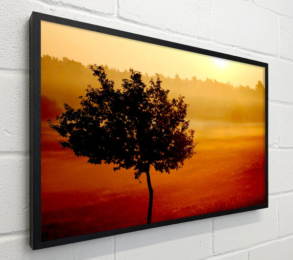 Blazing Sun Tree