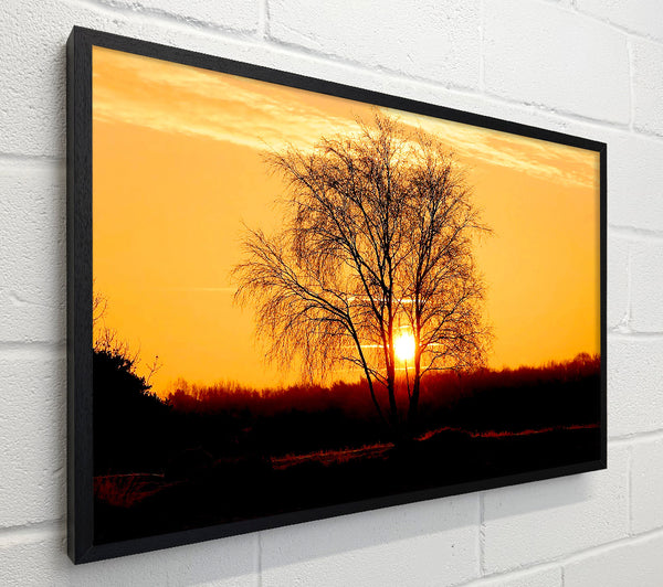 Sun Through The Golden Tree
