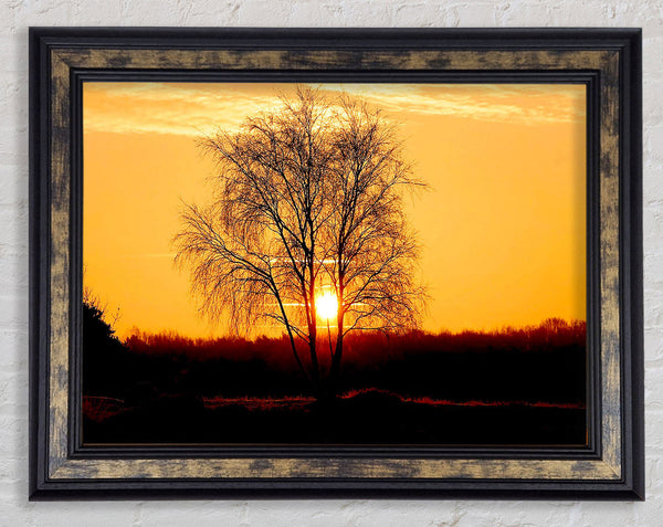 Sun Through The Golden Tree Framed Print