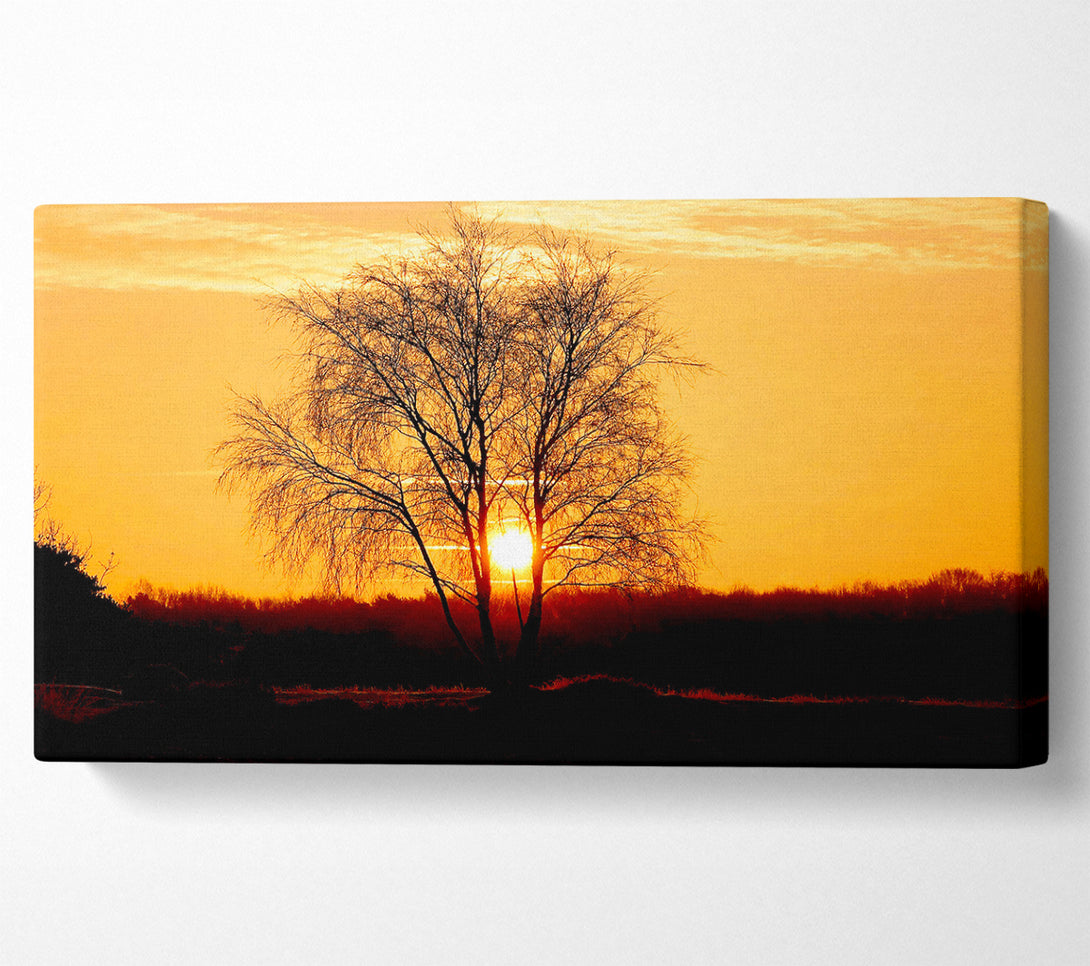  A Canvas Print of Sun Through The Golden Tree Canvas Art