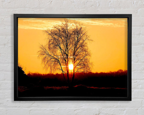 Sun Through The Golden Tree Framed Print