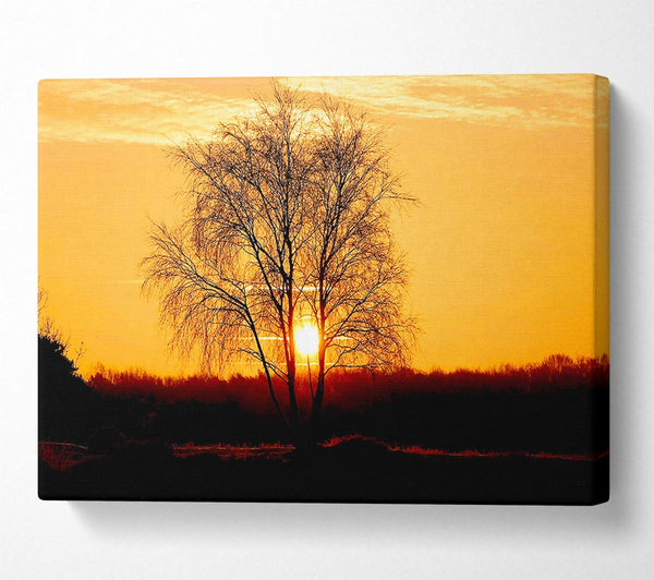  A Canvas Print of Sun Through The Golden Tree Canvas Art