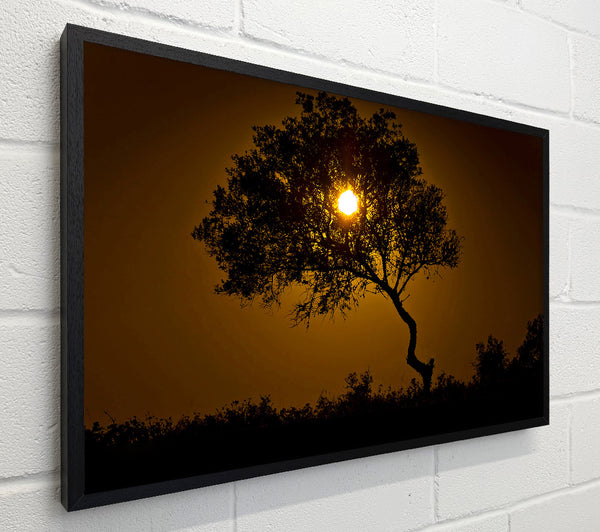 Chocolate Sunset Tree