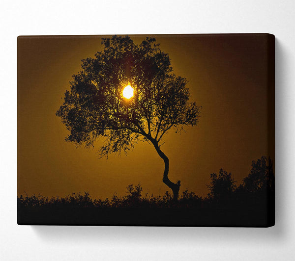  A Canvas Print of Chocolate Sunset Tree Canvas Print