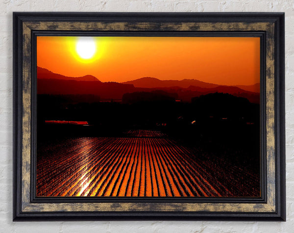 Rice Field Framed Print