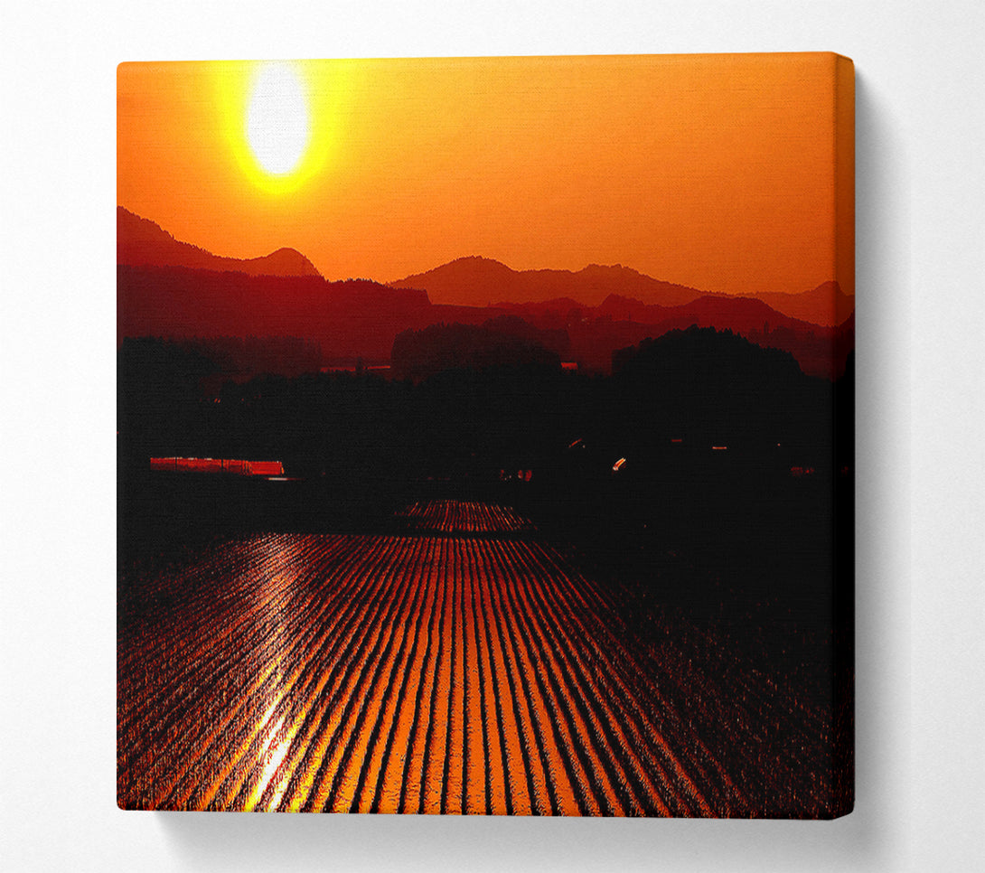  A Canvas Print of Rice Field Canvas Print