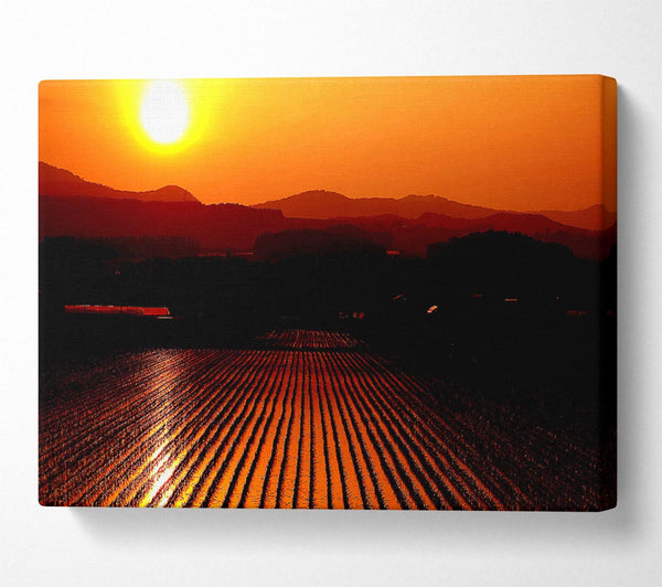  A Canvas Print of Rice Field Canvas Print