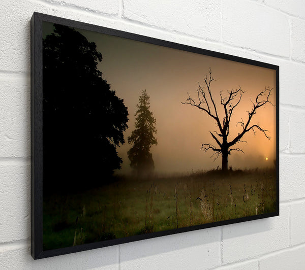 Winter Tree In The Mist