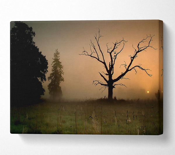  A Canvas Print of Winter Tree In The Mist Canvas Print