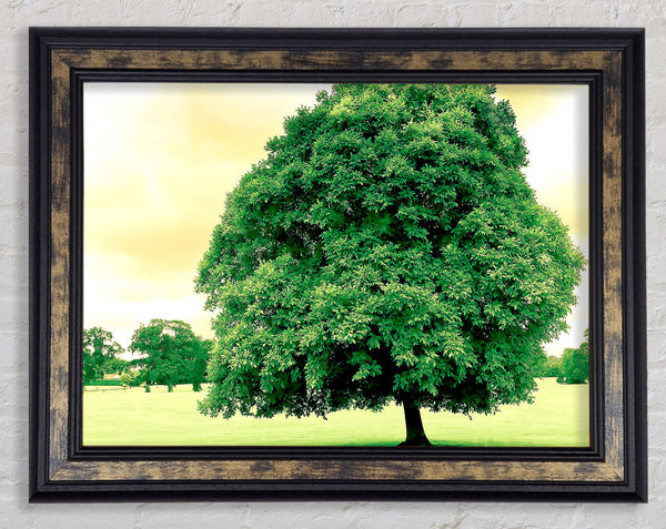 Green Tree Framed Print