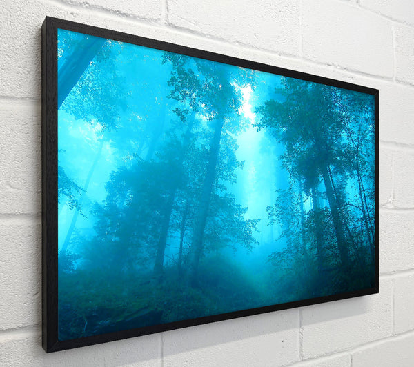 Foggy Forest