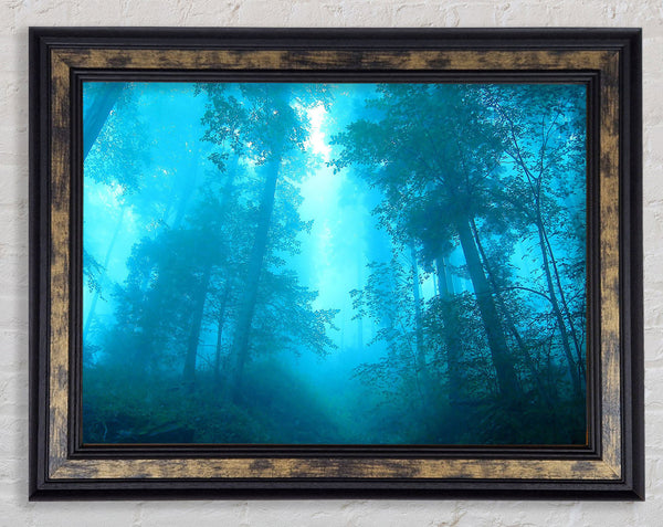 Foggy Forest Framed Print