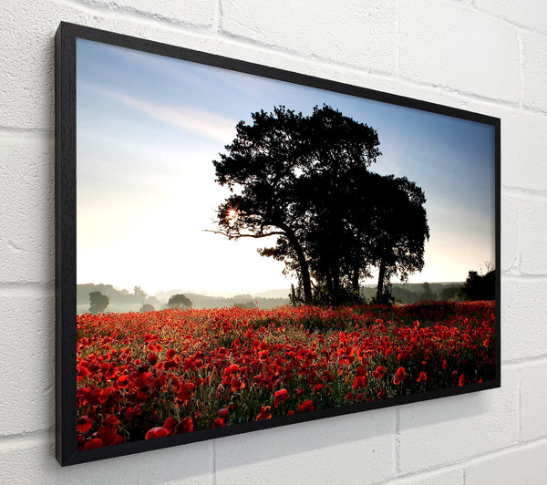 Sunset Poppy tree