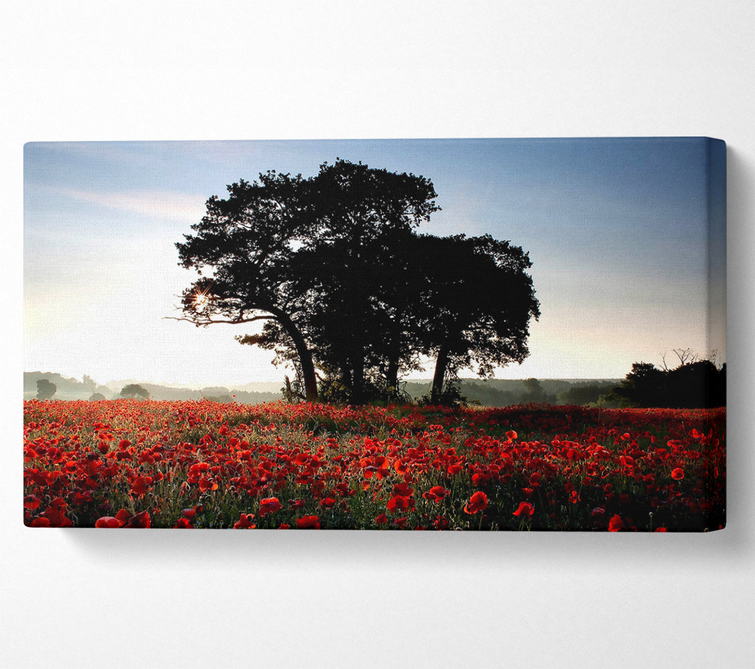  A Canvas Print of Sunset Poppy tree Canvas Wall Art