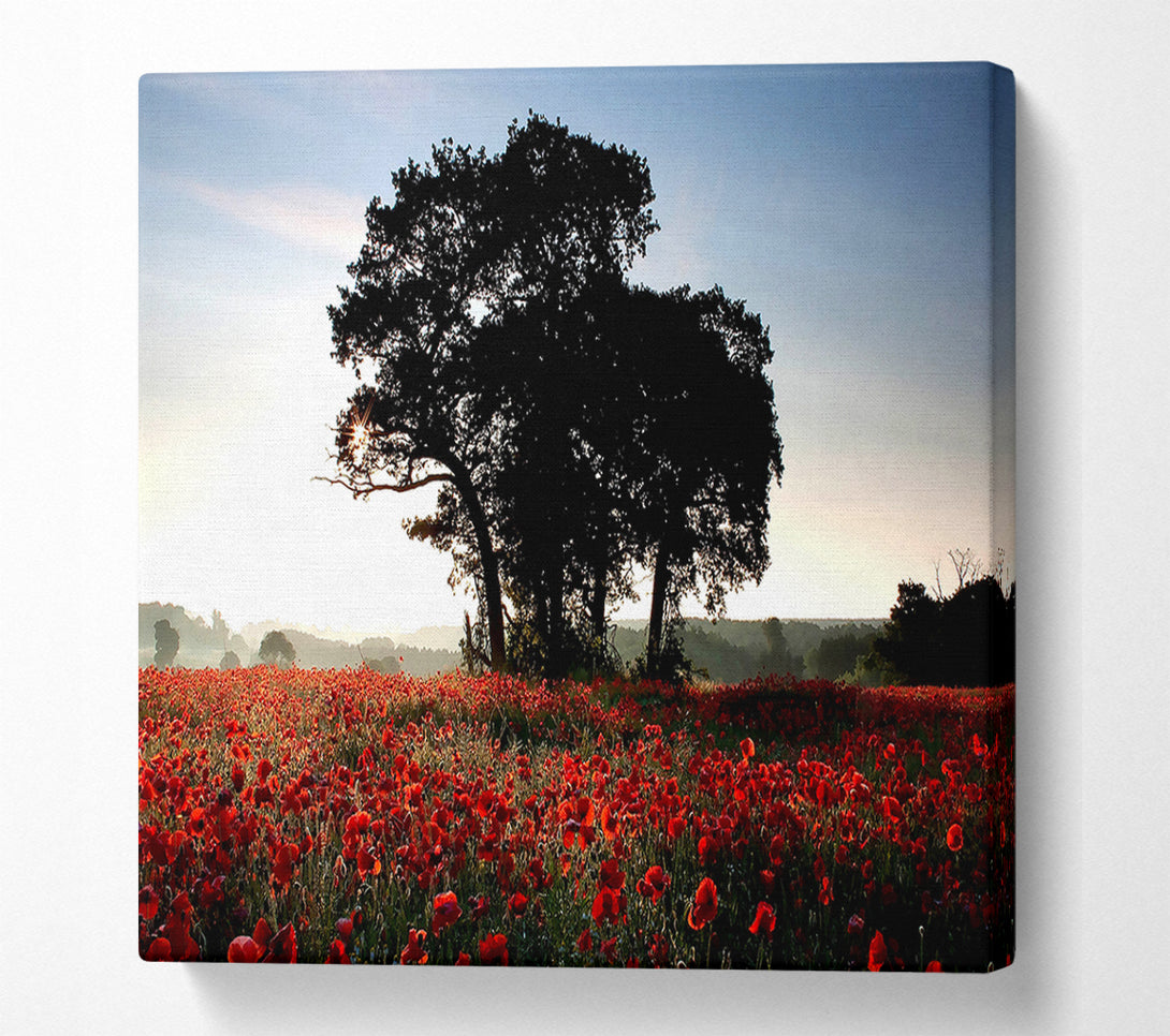  A Canvas Print of Sunset Poppy tree Canvas Wall Art