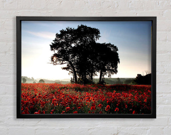 Sunset Poppy tree Framed Print