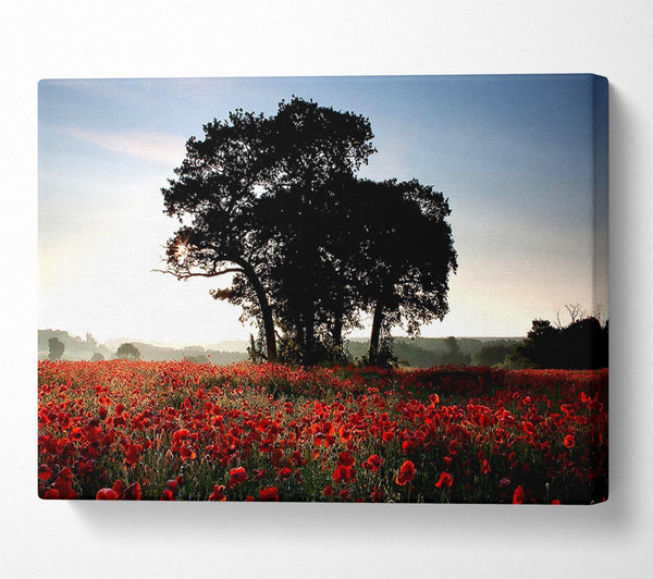  A Canvas Print of Sunset Poppy tree Canvas Wall Art
