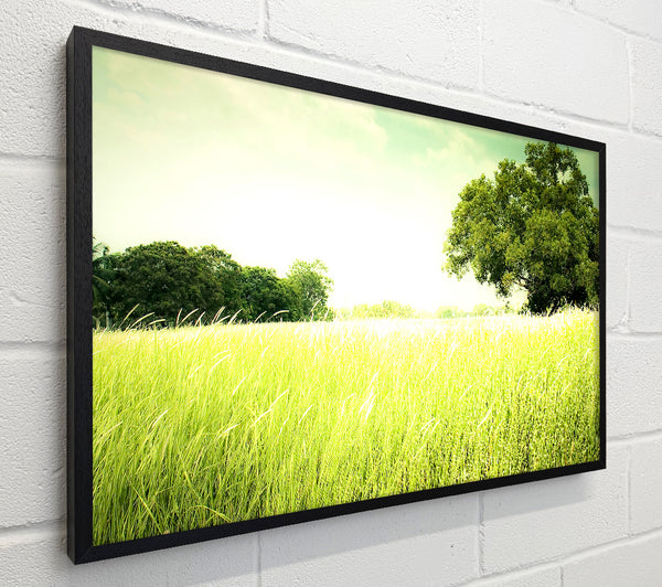Summer Field Grass