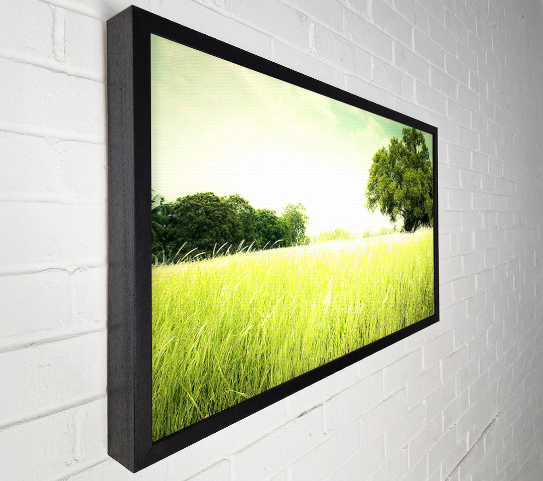  A Canvas Print of Summer Field Grass Canvas Art