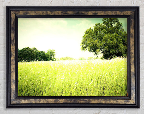 Summer Field Grass Framed Print