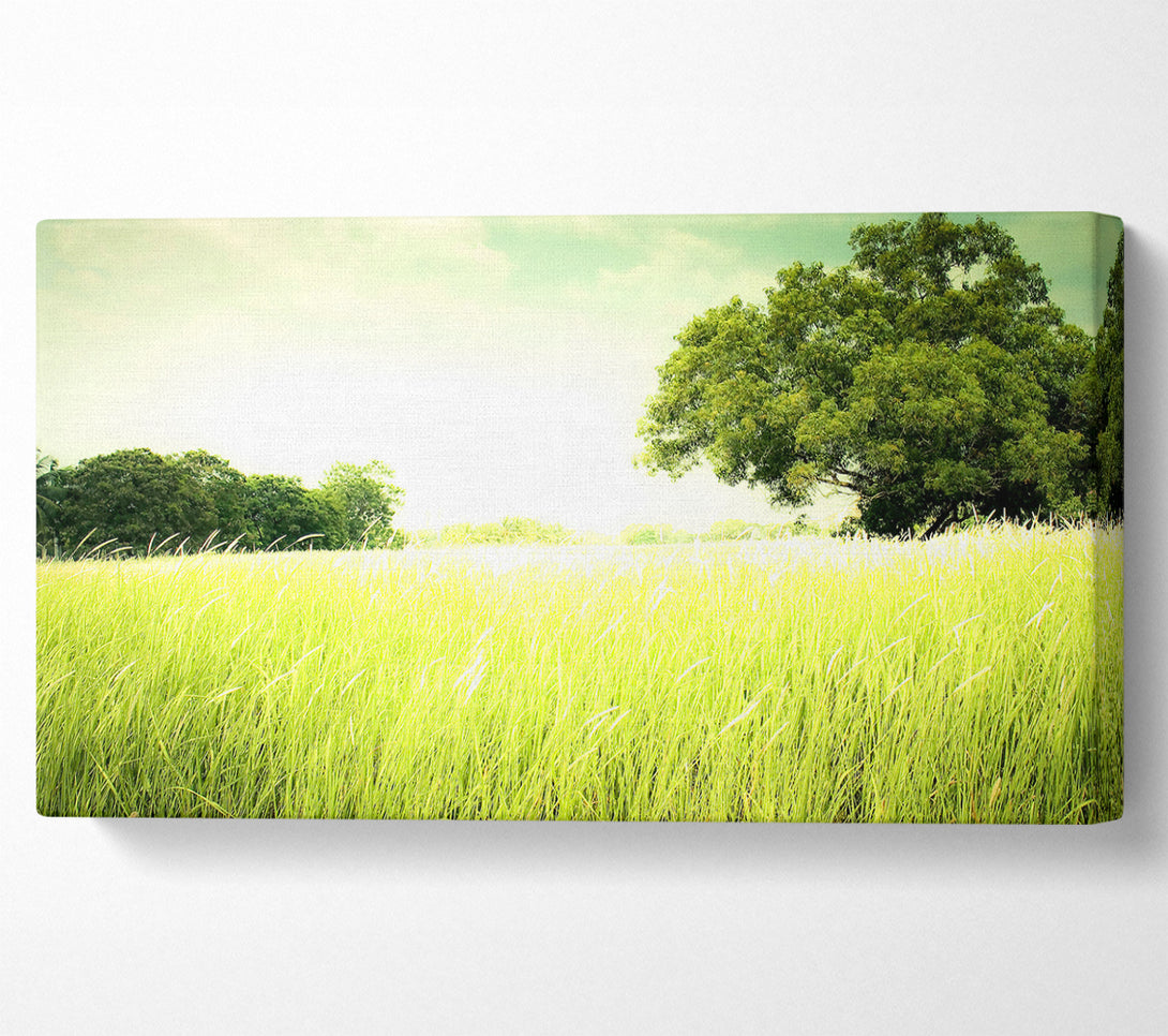  A Canvas Print of Summer Field Grass Canvas Art