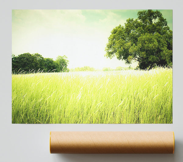 Summer Field Grass Print