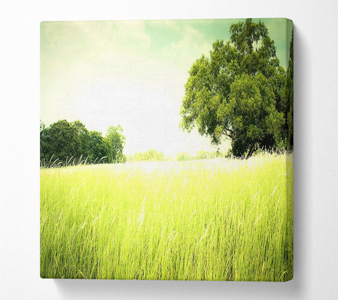  A Canvas Print of Summer Field Grass Canvas Art