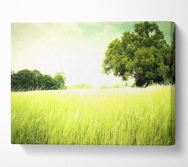  A Canvas Print of Summer Field Grass Canvas Art