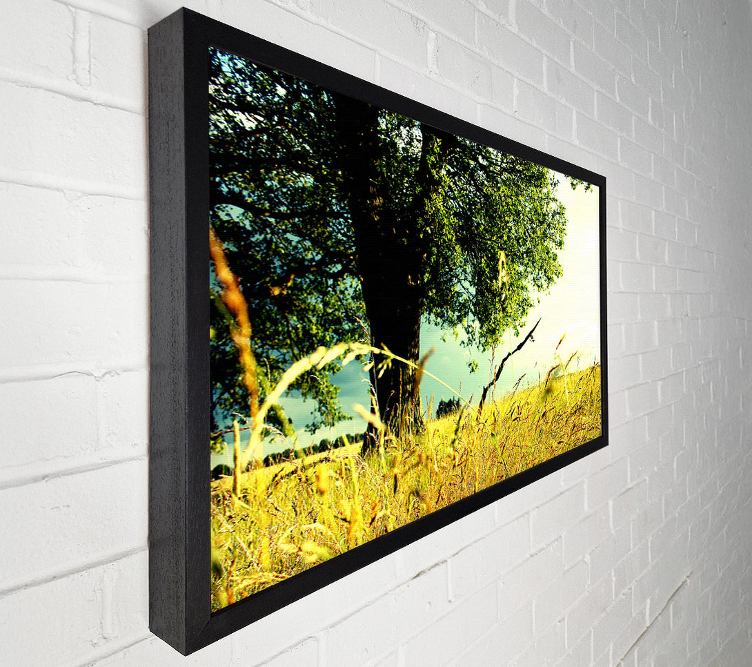  A Canvas Print of Summer Field Canvas Print