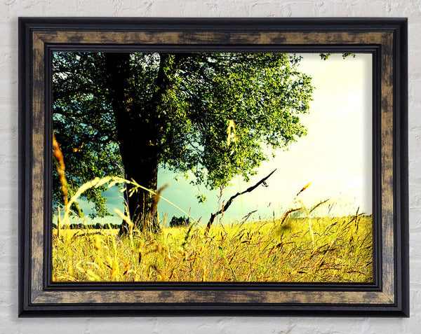 Summer Field Framed Print