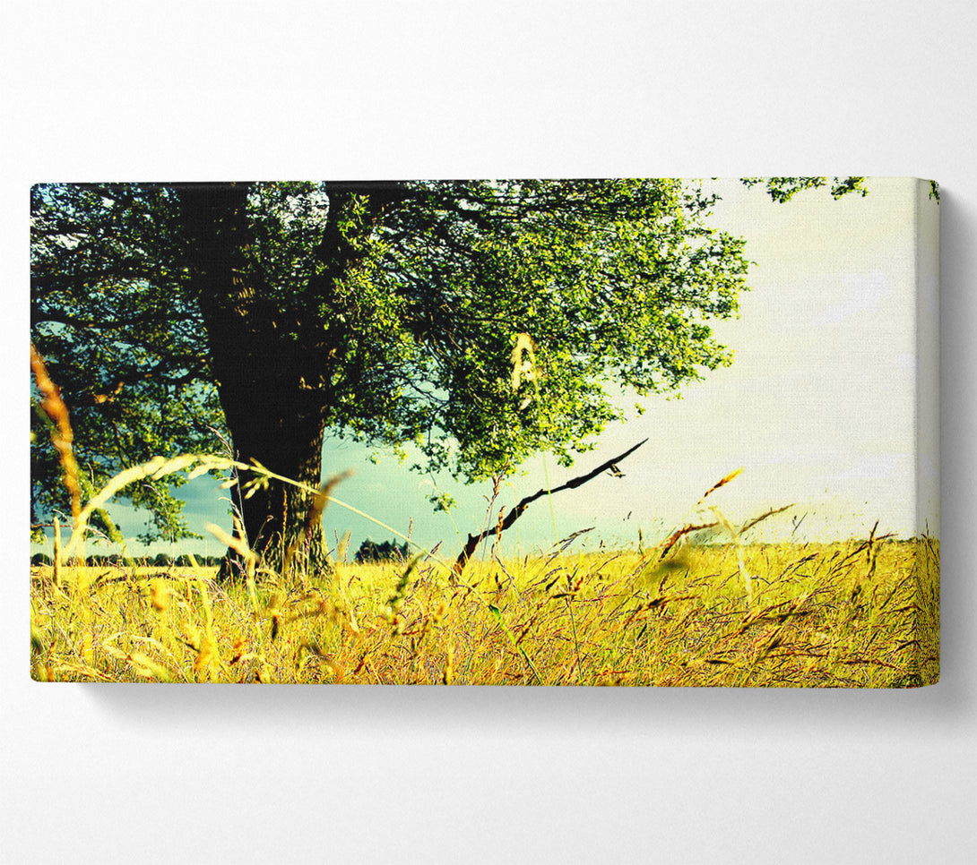  A Canvas Print of Summer Field Canvas Print