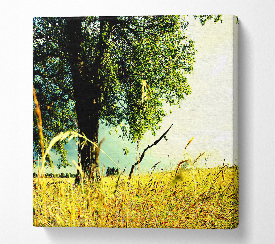  A Canvas Print of Summer Field Canvas Print