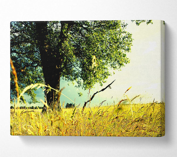  A Canvas Print of Summer Field Canvas Print