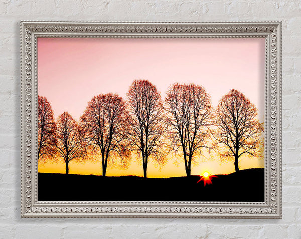 Buchen bei Sonnenaufgang